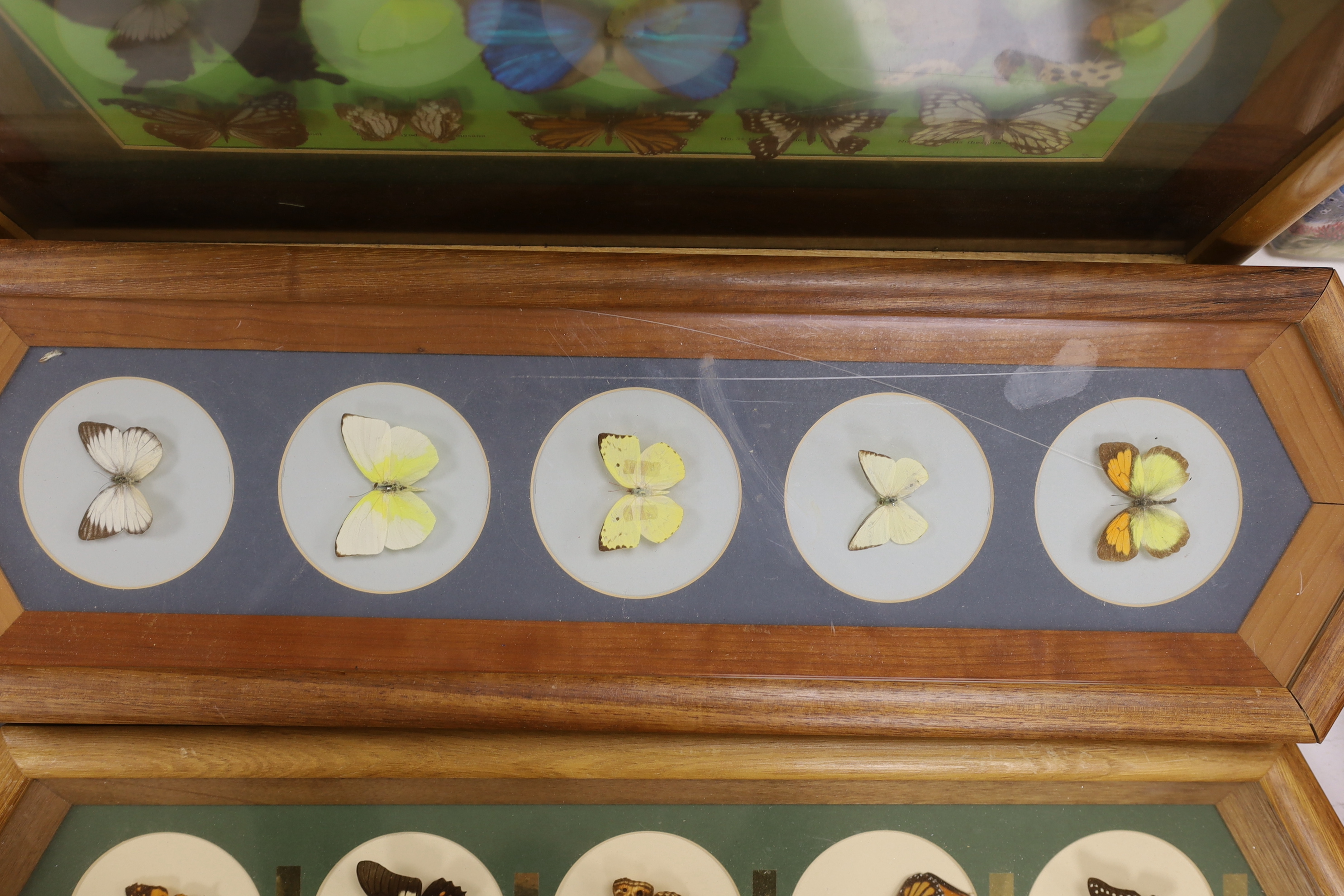 A collection of exotic butterfly and moth specimens in nine display cases and three related books